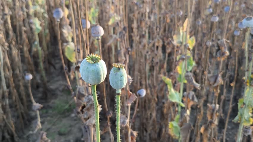 poppy field panorama landscape view of mature poppy flowers with small black poppy seeds on a field 