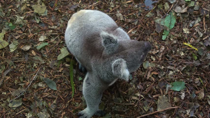 Close up shot of a captivated koala (phascolarctos cinereus), walking around the environment, trying to jump over the wall from the ground, attempting to escape the wildlife enclosure.