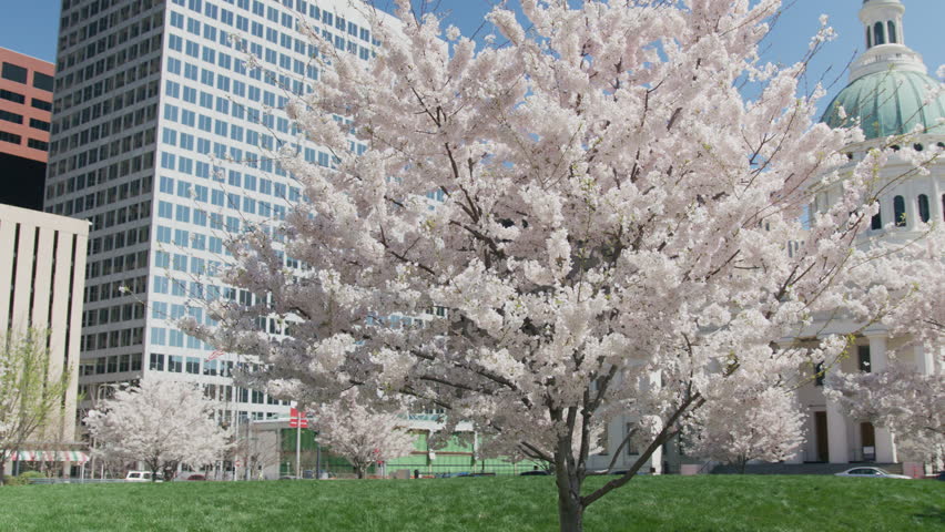 Slow-motion orbiting shot around a dogwood tree in St. Louis City Garden on spring day.
