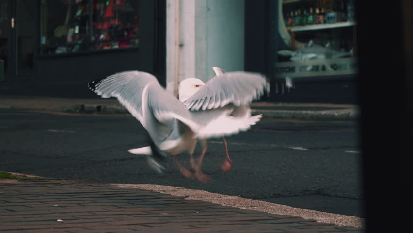 Two seagulls are fighting each other on the road in the city. Natural processes of taking food from another.