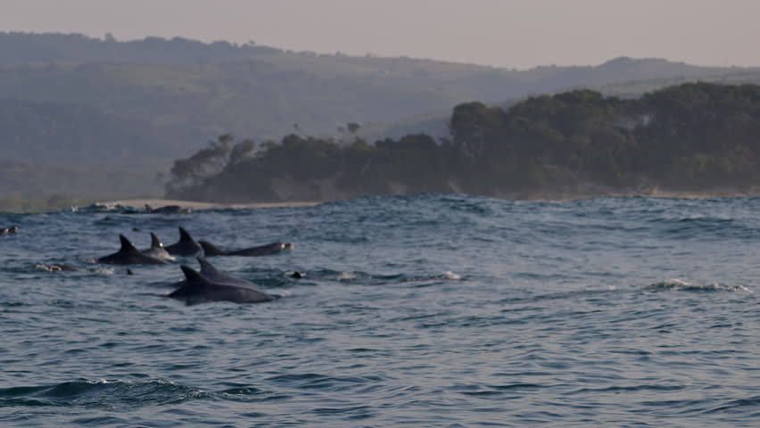 Dolphins playing in blue water of South Ocean. Amazing shot of wild dolphin jump play and dive taking breath. Aquatic marine animals in their natural habitat. Closeup of bottlenose. Wildlife nature
