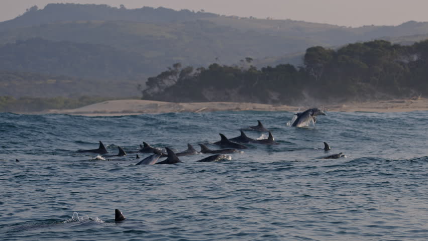 Dolphins playing in blue water of South Ocean. Amazing shot of wild dolphin jump play and dive taking breath. Aquatic marine animals in their natural habitat. Closeup of bottlenose. Wildlife nature