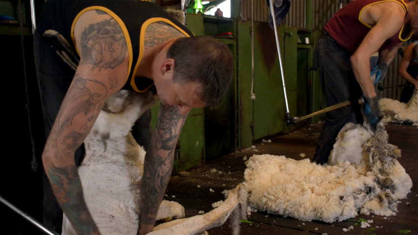 WOODANILLING, AUSTRALIA - NOVEMBER 2012: Shearers shearing merino sheep in the