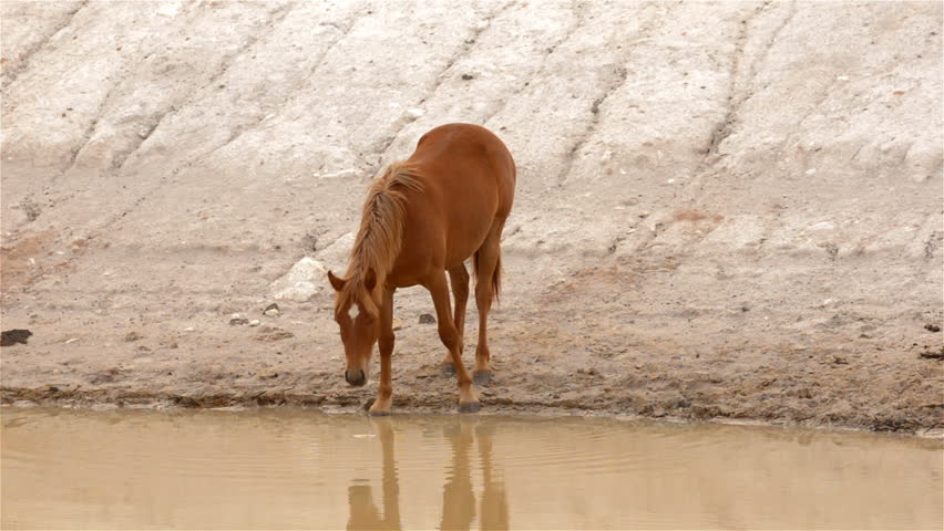Horse drinking water from a dam on an Australian farm.