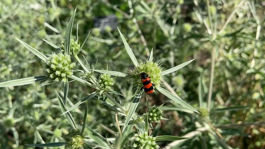 Trichodes apiarius on Eryngium flower. It