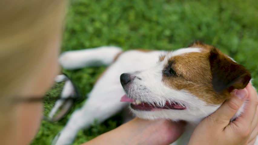 dog of the Jack Russell Terrier breed in the park on the green grass at sunset. A man