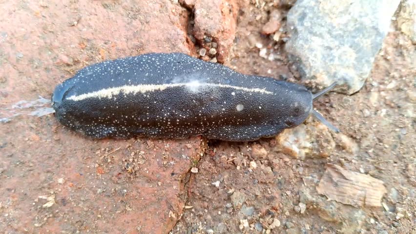 close up of a leech (hirudinea) crawling on the ground