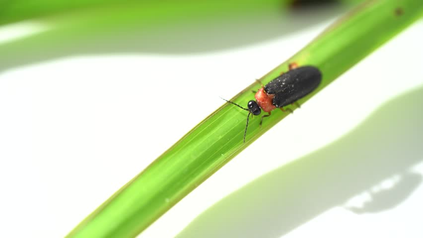 Close-up of a black Eastern firefly, Photinus pyralis, Lampyridae with a bulb crawling on a green leaf on a white background. The concept of nature, light insects