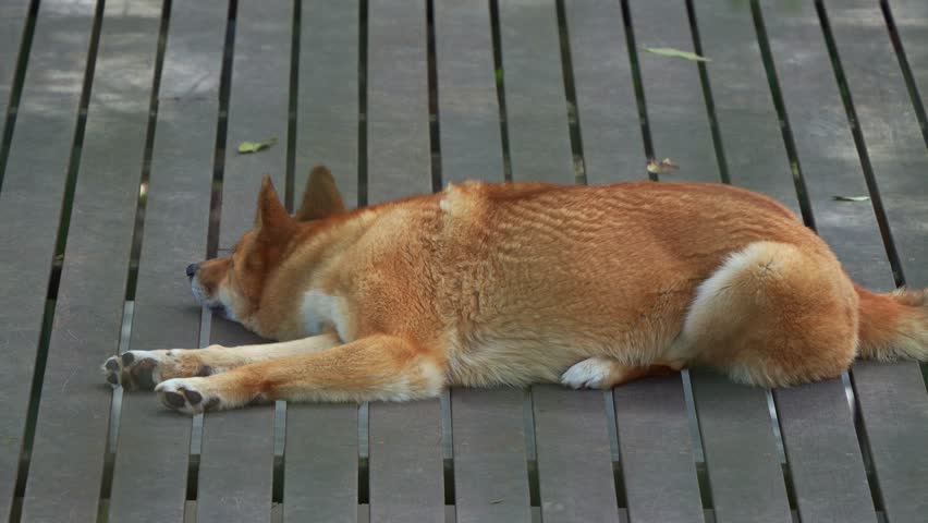 A dingo lying flat on stomach on the wooden platform, close up shot of Australian native canine species.