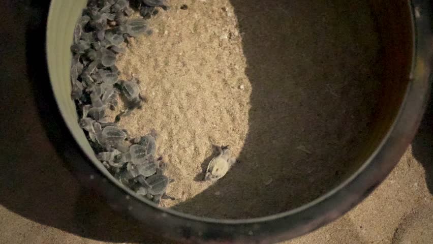 Baby turtle flounder scramble circle round plastic fence sand beach night hatch egg summer season Iran nature conservation tropical climate journey wildlife protection coastal habitat marine life uae