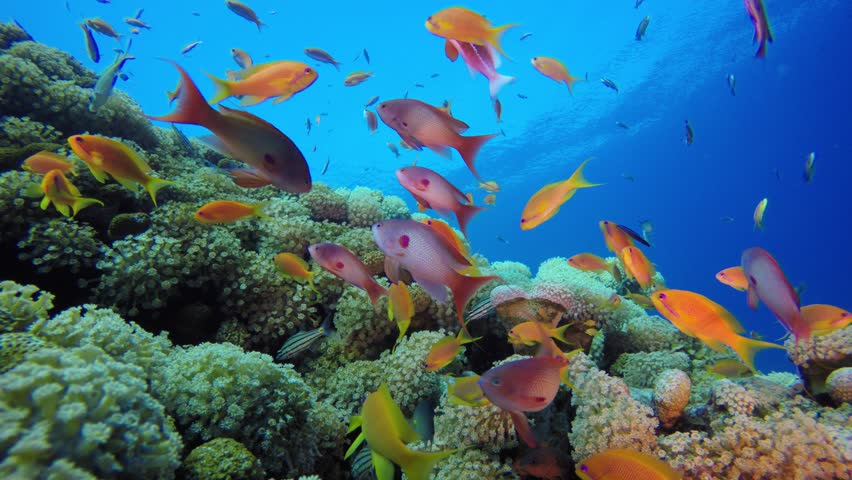 Tropical Sea Underwater Fishes. Underwater colourful sea fish. Tropical reef marine. Corals tropical life. Coral garden seascape. Blue water background.