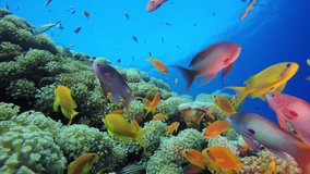 Tropical Sea Underwater Fishes. Underwater colourful sea fish. Tropical reef marine. Corals tropical life. Coral garden seascape. Blue water background. - Powered by Shutterstock - Get 15% off with code: PIKWIZARD15