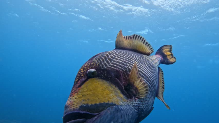 trigger fish try to attack a scuba diver