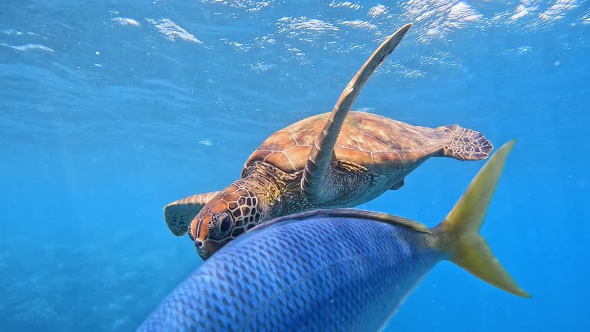 Swimming cute turtle in the blue ocean. Underwater scuba diving with sea turtle