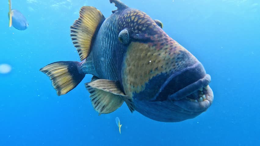 trigger fish try to attack a scuba diver