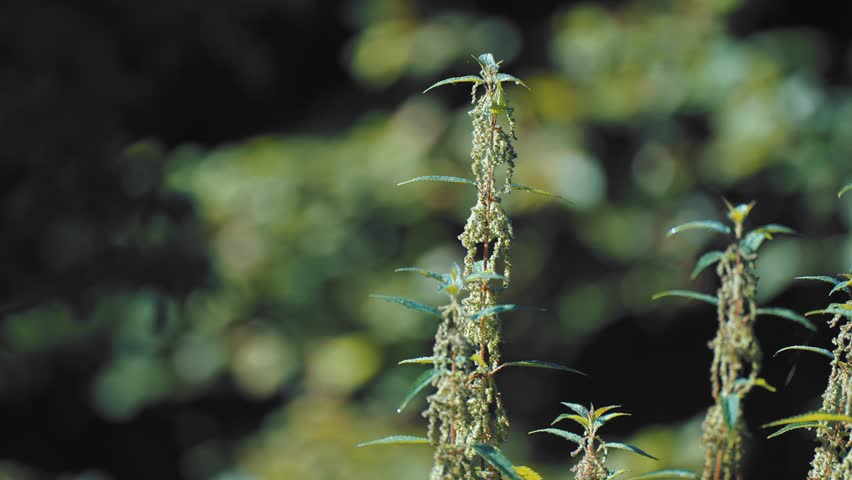 A close-up shot of a stinging nettle on the blurry background. Tilt-shift, Sow-motion. High-quality 4k footage