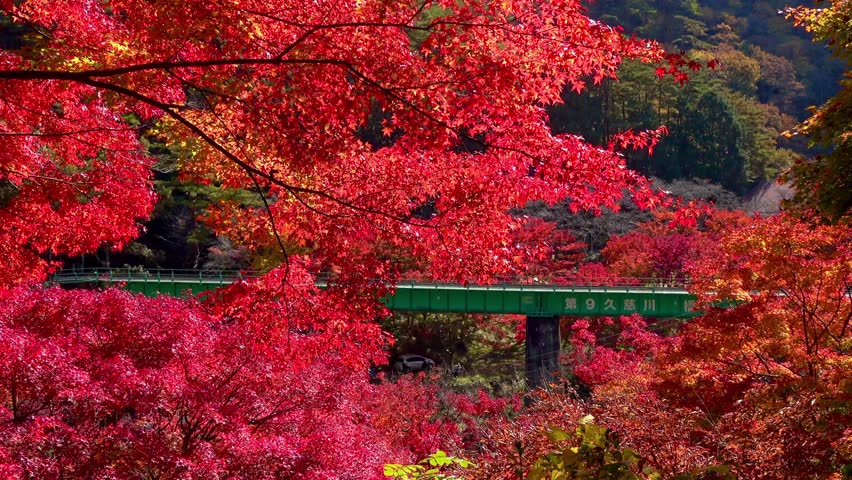 Autumnal scenery of the Kujigawa Bridge, Suigun Line, and train passing through (Yamatsuri Town, Fukushima Prefecture)