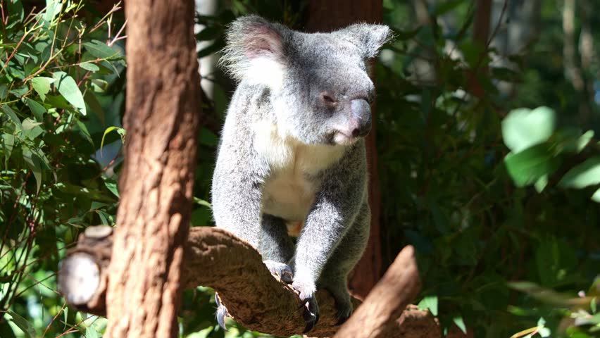 A young koala (phascolarctos cinereus) sit on the branch and daydreaming, basking in the sunshine, close up shot of native Australian animal species.