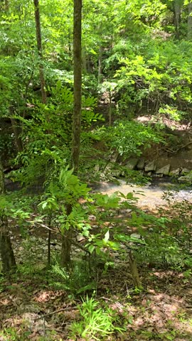 footage of the Chattahoochee River with flowing water and lush green trees and plants at Paces Mill in Atlanta Georgia USA