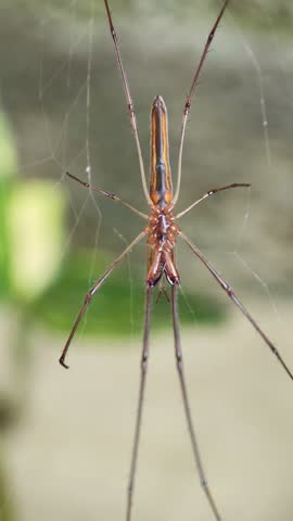 A sharp macro static shot of a Tetragnatha spider (long-jawed orb weaver) resting on its silk web. The fixed camera highlights the spider