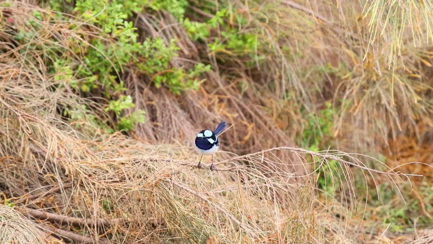 A bird moving through grass and branches