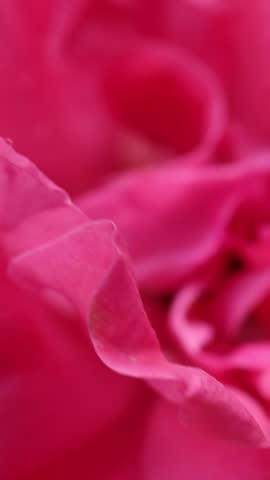 Pink roses flowers macro, blurred floral background on vertical video with copy space. Fuchsia petals and leaves close up. Unfocused bokeh