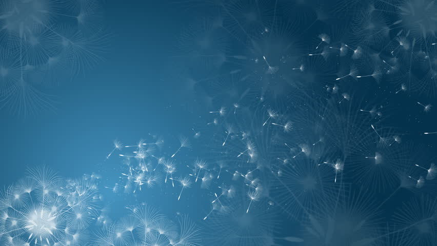 Beautiful realistic dandelion seeds blowing in the wind. Blue abstract looped background. Copy space.