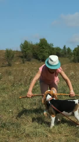 A little girl in a hat plays with a Beagle dog. she tries to take the stick from the dog with both hands.