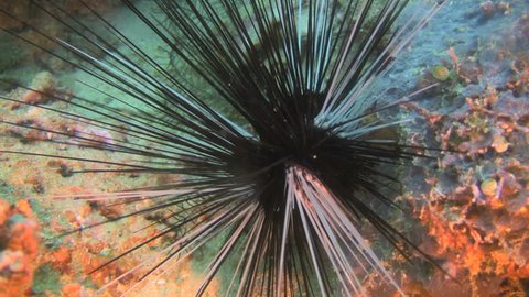 Colorful se urchin on the ocean floor