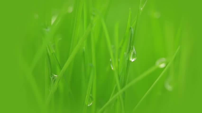 Fresh grass. Close-up. Drops of dew on the blades of grass. Moving ray of light