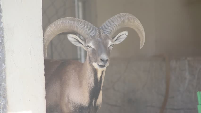 Urial, also known as the arkars or shapo, is a wild sheep native to Central and South Asia. Wild sheep Urial, Ovis orientalis vignei, in the nature habitat. Close up of urial. Beautiful Footage.