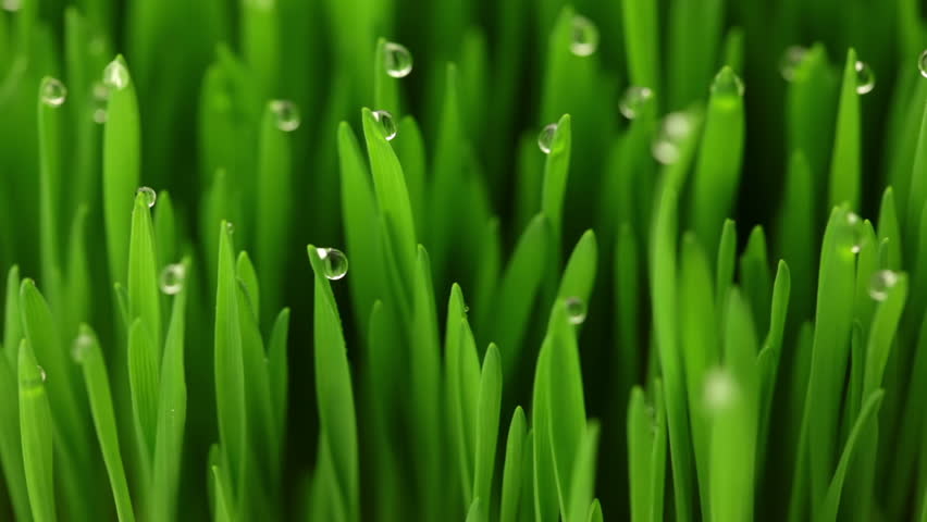 Juicy fresh green grass. Close-up. Drops of dew on the blades of grass. The