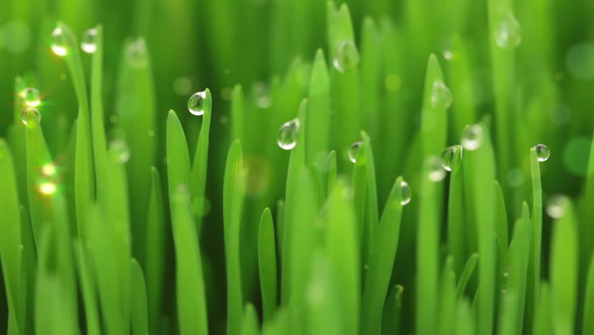 Luscious green grass. Drops of water hung on blades of grass. Ray of Light