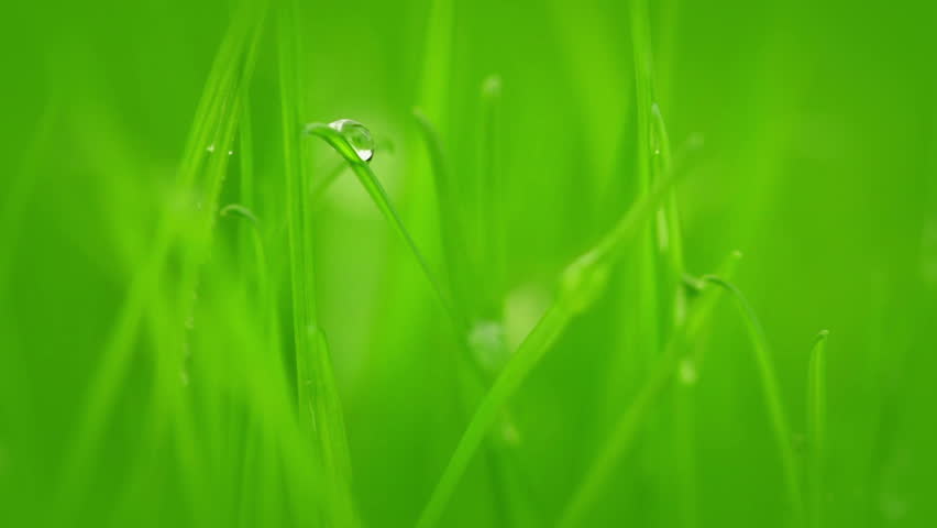 Fresh green grass. Water droplets slide down on the grass