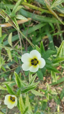 a beautiful white-leafed ornamental plant called Pink Anthurium Leaves
