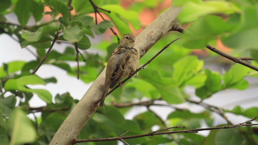 Closeup shot of sparrow Eurasian Tree Sparrow (Passer montanus) beautiful brown bird isolated standing, gujarat india. home sparrow on a branch squeaks. House sparrow sits on the tree of the home.