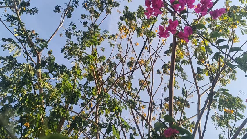 bougainvillea flowers during the day