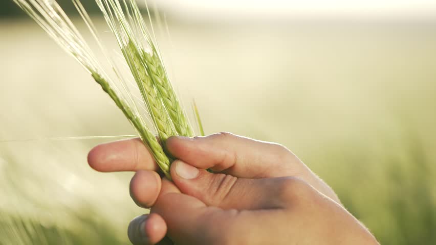 Farmer hand gently brushes through wheat ears warm sunlight backdrop. Hand farmer wheat concept signifies organic farming, tradition. Wheat in firm hand symbol of sustainable agriculture. Agriculture