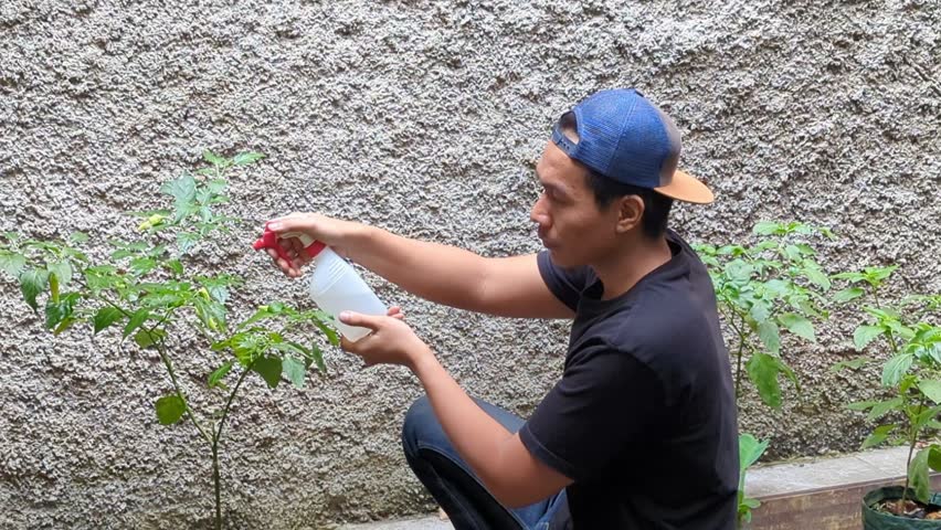 The Southeast Asian man farmer, Sprinkler watering the plants of chili in black bag, in the home garden, farm house.