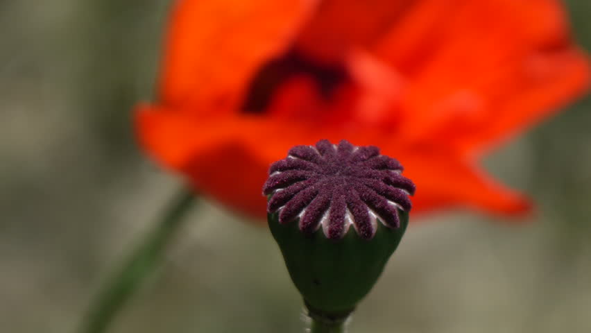 Poppy Seed Pod and Red Poppy Blossom