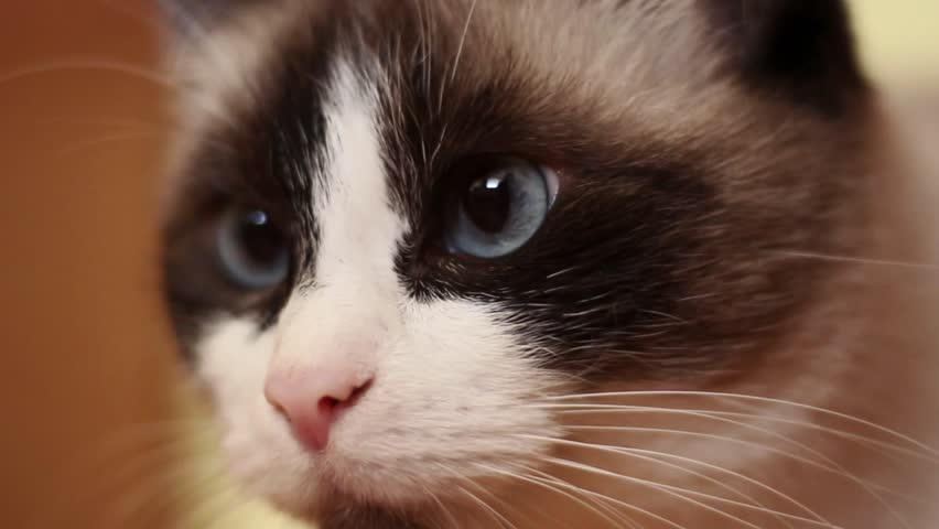 Close up face of a cute siamese cat with deep blue eyes. Domestic cat enjoying indoor life. Concept of adorable indoor cat