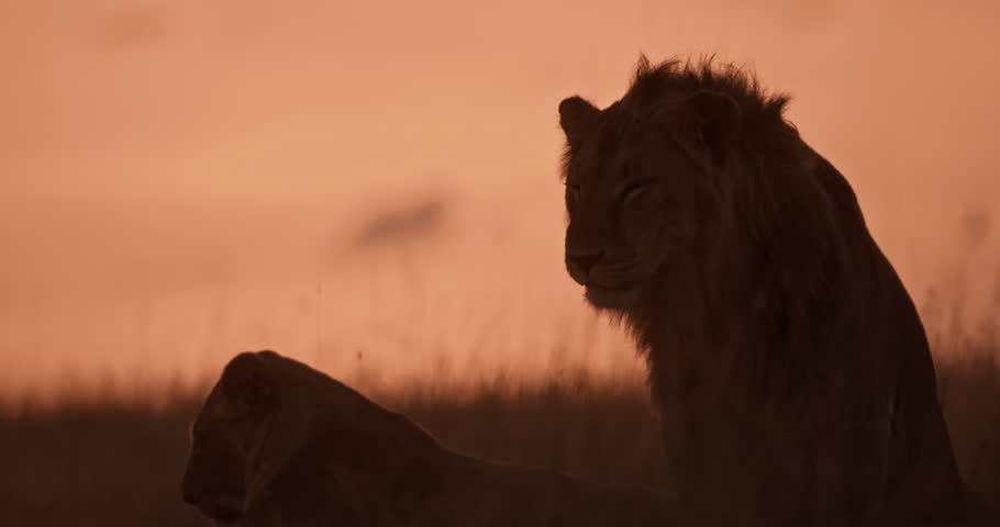Wide shot of a Lion (Panthera Leo) and a lioness making light roars across the grasslands at daybreak in Kenya.