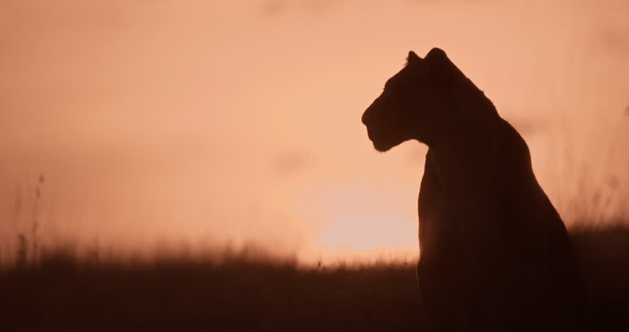 Wide shot silhouette of a Lioness (Panthera Leo) surveying the grasslands at daybreak in Kenya.