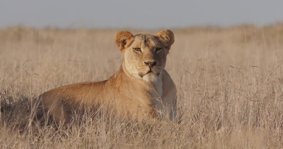 Wide shot of a Lioness (Panthera Leo) scanning the grasslands for prey while resting during the morning in Kenya.