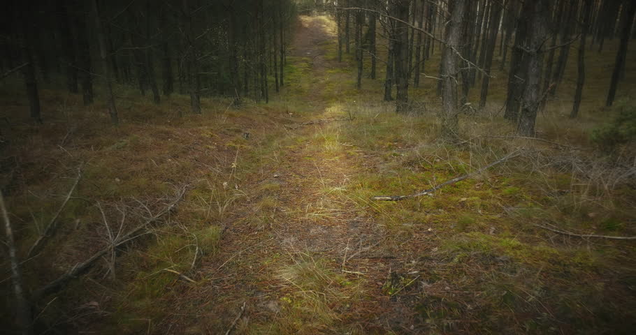 Woman in a Yellow Jacket and Rubber Boots Picking an Edible Mushroom Growing from the Forest Floor in a Coniferous Forest - Aerial View