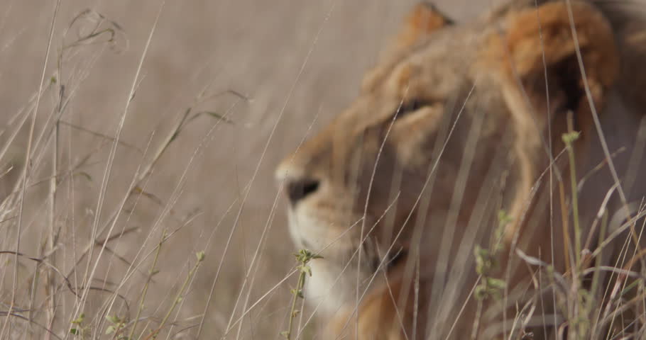 Close up bokeh shot of a Lion