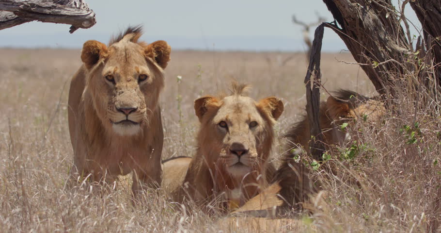 Wide shot of two Lions (Panthera Leo) looking directly at camera before turning to survey the grasslands during the afternoon in Kenya