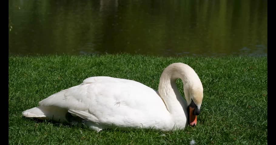 Beutiful white swan near the lake