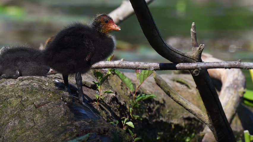 Eurasian Coot (Fulica atra) chicks waiting for food. Bas Rhin, Alsace, France, Europe