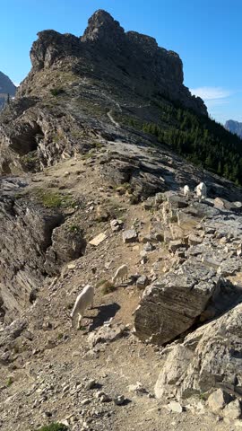 Vertical View, Goats Walking on Rocky Hill Above Glacier and Glacial Lake. Glacier National Park, Montana USA